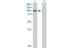 Western Blot analysis of ZNF84 expression in transfected 293T cell line by ZNF84 MaxPab polyclonal antibody.