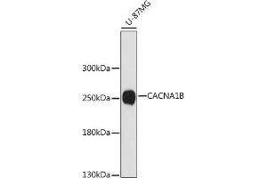 Western blot analysis of extracts of U-87MG cells, using CB antibody (ABIN7266014) at 1:1000 dilution. (CACNA1B Antikörper  (C-Term))