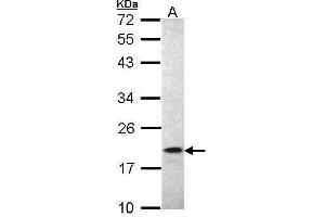 Western Blotting (WB) image for anti-Ionized Calcium-binding Adapter Molecule 1 (IBA1) (C-Term) antibody (ABIN2857032)