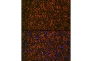 Immunofluorescence analysis of rat brain using Myelin oligodendrocyte glycoprotein Rabbit mAb (ABIN7268722) at dilution of 1:100 (40x lens). (MOG Antikörper)