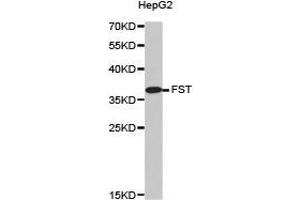 Western Blotting (WB) image for anti-Follistatin (FST) antibody (ABIN1872744) (Follistatin Antikörper)