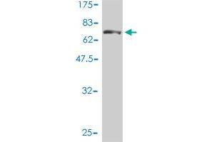 Western Blot detection against Immunogen (77. (Aspartyl Aminopeptidase Antikörper  (AA 1-475))