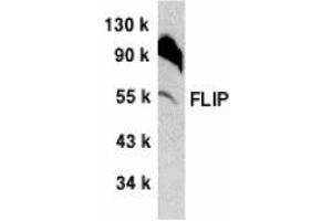 Western blot analysis of FLIP in NIH/3T3 whole cell lysate with AP30340PU-N FLIP antibody at 1/500 dilution. (FLIP Antikörper  (C-Term))
