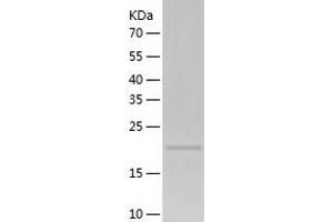EGF-Like-Domain, Multiple 7 (EGFL7) (AA 24-273) protein (His-IF2DI Tag)