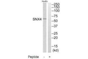 Western blot analysis of extracts from HuvEc cells, using SNX4 antibody. (Sorting Nexin 4 Antikörper)