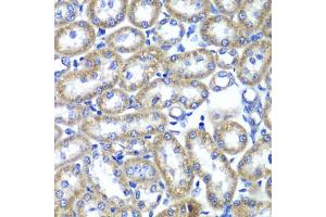 Immunohistochemistry of paraffin-embedded rat kidney using TMED10 Antibody. (TMED10 Antikörper)