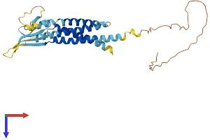 CACNG7 Protein (AA 1-275) (His tag)