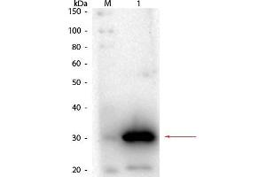 Western Blot of Goat anti-Carbonic Anhydrase I Antibody. (CA1 Antikörper)