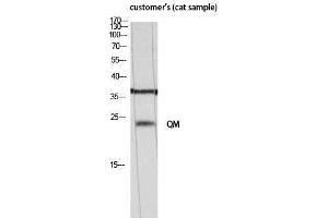 Western Blotting (WB) image for anti-QM (N-Term) antibody (ABIN3180840) (QM (N-Term) Antikörper)