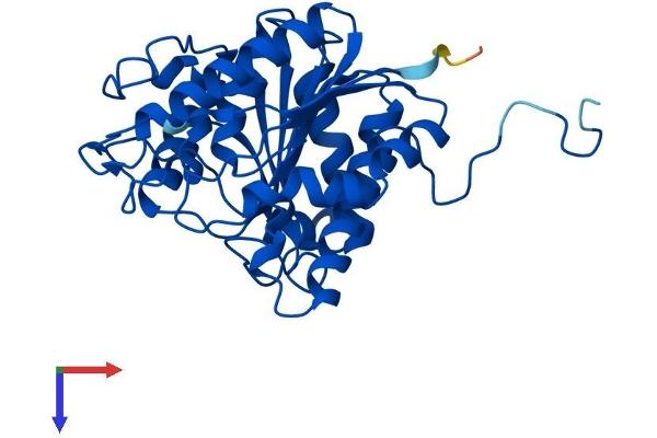 Liver Arginase Protein (AA 1-322) (His tag)