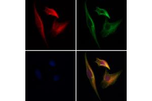 ABIN7094143 and ABIN7098187 staining Hela cells by IF/ICC. (CPNE6 Antikörper  (Internal Region))