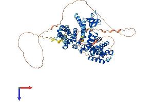 NCKIPSD Protein (AA 1-714) (His tag)