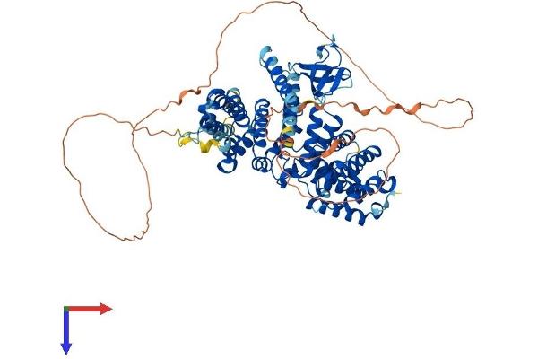 NCKIPSD Protein (AA 1-714) (His tag)