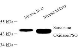 Western blot analysis of PIPOX (ABIN7075084) at dilution of 1: 1000 (PIPOX Antikörper)