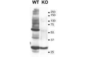 Adult rat brain immunohistochemistry.