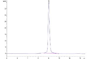 The purity of Mouse ROR1 is greater than 95 % as determined by SEC-HPLC. (ROR1 Protein (AA 30-406) (His tag))