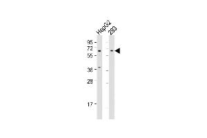 Western Blotting (WB) image for anti-beta-Transducin Repeat Containing (BTRC) (AA 17-52), (N-Term) antibody (ABIN655814)