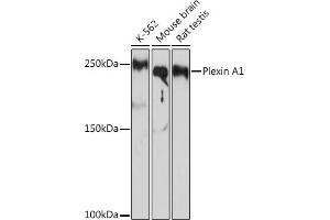Western blot analysis of extracts of various cell lines, using Plexin  Rabbit mAb (ABIN7269421) at 1:1000 dilution. (Plexin A1 Antikörper)