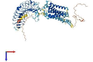 RXFP1 Protein (AA 1-757) (His tag)