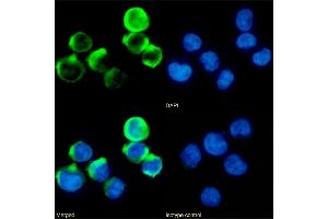 Immunofluorescence staining of fixed Jurkat cells with anti-4-1BB antibody 4B4-1-1. (Rekombinanter CD137 Antikörper)