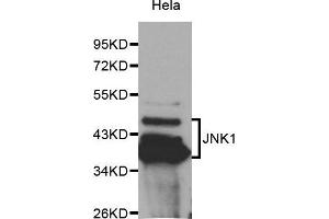 Western Blotting (WB) image for anti-Mitogen-Activated Protein Kinase 8 (MAPK8) (AA 245-345) antibody (ABIN6213776) (JNK Antikörper  (AA 245-345))