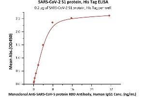 Immobilized SARS-CoV-2 S1 protein, His Tag (ABIN6952427,ABIN6952430) at 2 μg/mL (100 μL/well) can bind Monoclonal A-CoV-S protein RBD Antibody, Human IgG1 with a linear range of 0. (SARS-CoV-2 Spike S1 Protein (His tag))