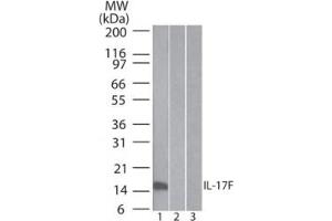 Image no. 2 for anti-Interleukin 17F (IL17F) antibody (ABIN959919) (IL17F Antikörper)