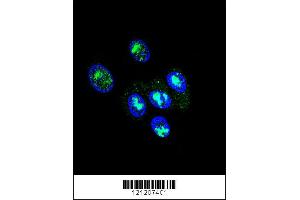 Confocal immunofluorescent analysis of FOXP2 Antibody with HepG2 cell followed by Alexa Fluor 488-conjugated goat anti-rabbit lgG (green). (FOXP2 Antikörper  (C-Term))