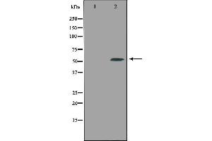 Western blot analysis of extracts from 3T3 cells using CPE antibody. (CPE Antikörper  (Internal Region))