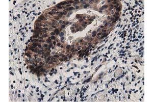 Immunohistochemistry (IHC) image for anti-DnaJ (Hsp40) Homolog, Subfamily A, Member 2 (DNAJA2) antibody (ABIN1497861) (DNAJA2 Antikörper)