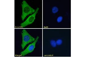 ABIN185380 Immunofluorescence analysis of paraformaldehyde fixed MCF7 cells, permeabilized with 0. (BID Antikörper  (C-Term))