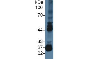 Western blot analysis of Mouse Testis lysate, using Mouse MMP10 Antibody (2 µg/ml) and HRP-conjugated Goat Anti-Rabbit antibody ( (MMP10 Antikörper  (AA 154-472))