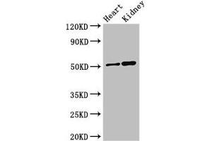 Western Blot Positive WB detected in: Mouse heart tissue, Mouse kidney tissue All lanes: SIGLEC7 antibody at 3 μg/mL Secondary Goat polyclonal to rabbit IgG at 1/50000 dilution Predicted band size: 52, 42, 17 kDa Observed band size: 52 kDa (SIGLEC7 Antikörper  (AA 377-467))