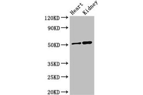 SIGLEC7 anticorps  (AA 377-467)