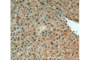 IHC-P analysis of Liver Tissue, with DAB staining. (MIF Antikörper  (AA 3-111))
