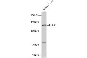 Western blot analysis of extracts of Mouse brain, using RNF40 Rabbit mAb (ABIN7270074) at 1:1000 dilution. (RNF40 Antikörper)