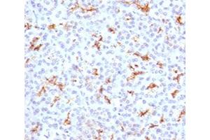 IHC testing of FFPE human pancreas with CFTR antibody (clone CFTR1-1). (CFTR Antikörper)