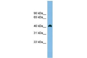 WB Suggested Anti-ANKRD42 Antibody Titration: 0. (ANKRD42 Antikörper  (N-Term))