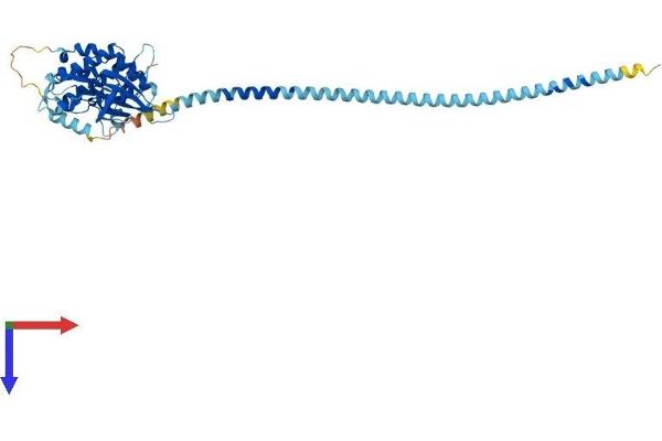 DAPK3 Protein (AA 1-448) (His tag)