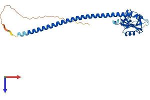 CLEC1A Protein (AA 1-269) (His tag)