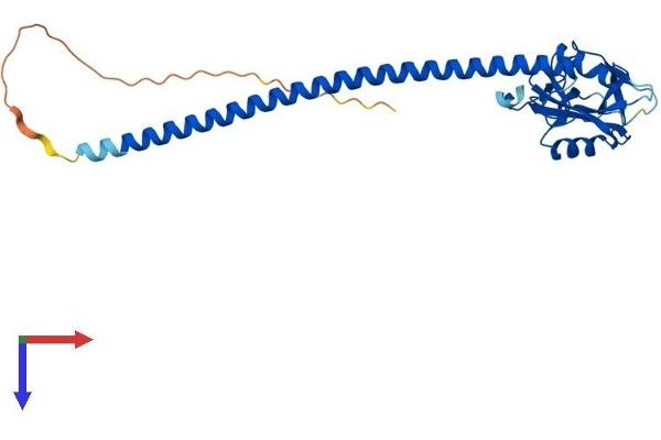 CLEC1A Protein (AA 1-269) (His tag)