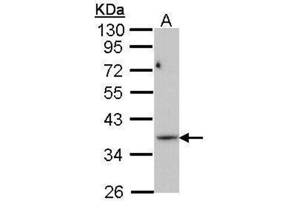 PRPS1L1 Antikörper