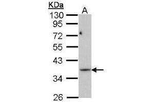 WB Image Sample (30 ug of whole cell lysate) A: Molt-4 , 10% SDS PAGE antibody diluted at 1:1000 (PRPS1L1 Antikörper)