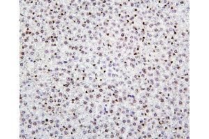 IHC analysis of H1F0 using anti-H1F0 antibody (ABIN7600521). (Histone H1 Antikörper  (AA 20-159))