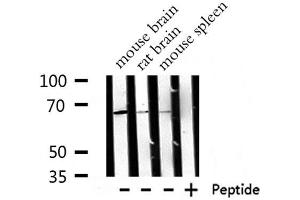 Western blot analysis of  RPA1 expression in various lysates