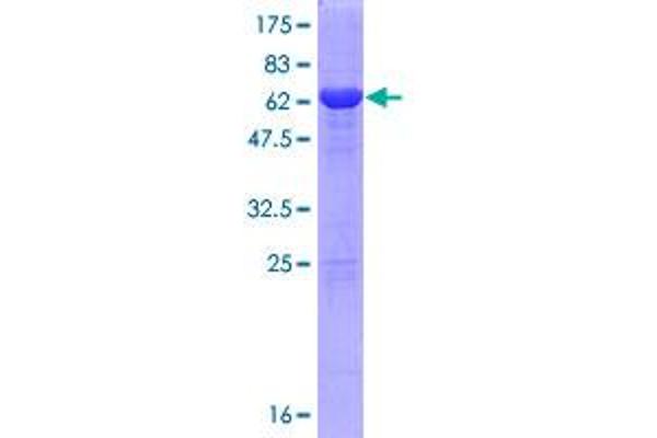 PCBP3 Protein (AA 1-313) (GST tag)