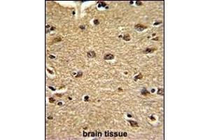 Formalin-fixed and paraffin-embedded human brain tissue reacted with CLU Antibody (C-term), which was peroxidase-conjugated to the secondary antibody, followed by DAB staining. (CLUAP1 Antikörper  (C-Term))