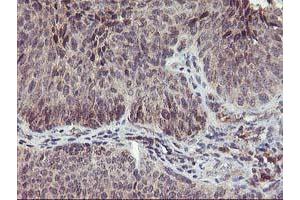 Image no. 2 for anti-Phenylethanolamine N-Methyltransferase (PNMT) antibody (ABIN1500315) (PNMT Antikörper)