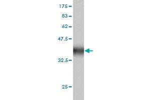 Western Blotting (WB) image for anti-Zinc Finger Protein 345 (ZNF345) (AA 1-111) antibody (ABIN565187)