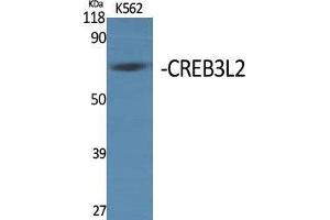 Western Blot (WB) analysis of specific cells using CREB3L2 Polyclonal Antibody.